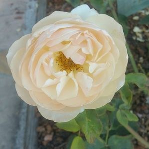 Meet your Posher, Wendy